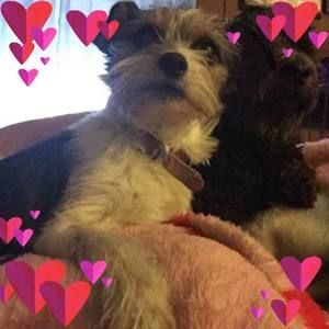 Meet your Posher, Mackenzie